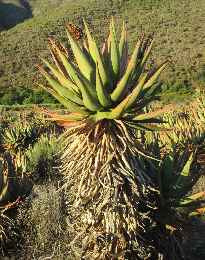 A large plant with many leaves in the middle of it.