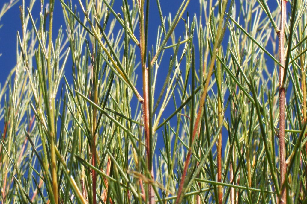 A close up of some tall grass with blue sky in the background